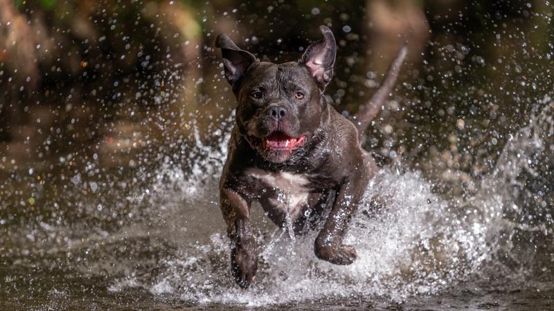 İngiltərədə \\\'American Bully XL\\\' itləri qadağan ediləcək