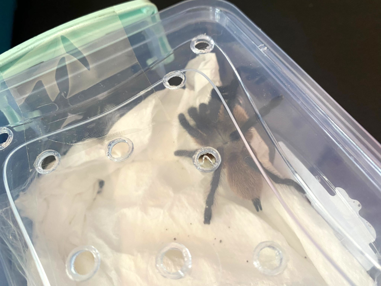 Qarğıdalı ilanı və tarantula satmaq istəyərkən tutuldu