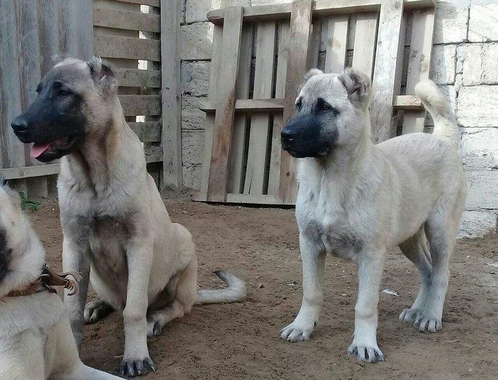 Azərbaycanda meşələrdəki heyvanlar ilk dəfə aviasiya vasitəsi ilə peyvəndlənib