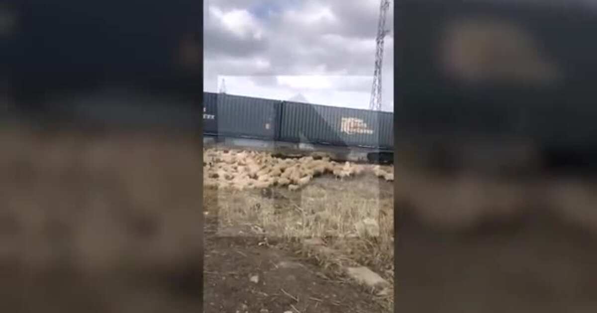 Qatar yüzdən çox qoyunu vurdu   -  VİDEO