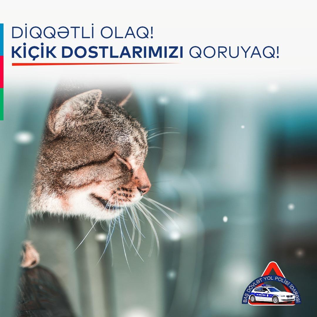 Yol polisi pişiklərlə bağlı sürücülərə xəbərdarlıq edib