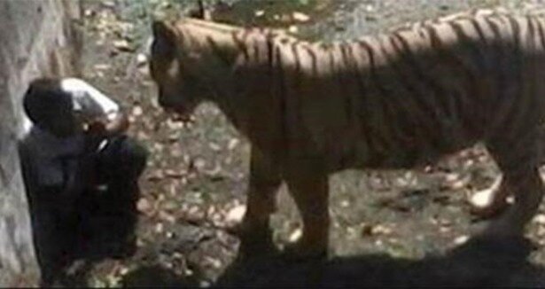 Pələng zooparkda kişini diri-diri yedi (18+)