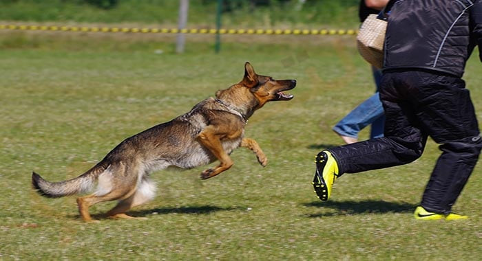 İtlər kişini yerə yıxıb sürüdü - Həssas görüntü&nbsp;