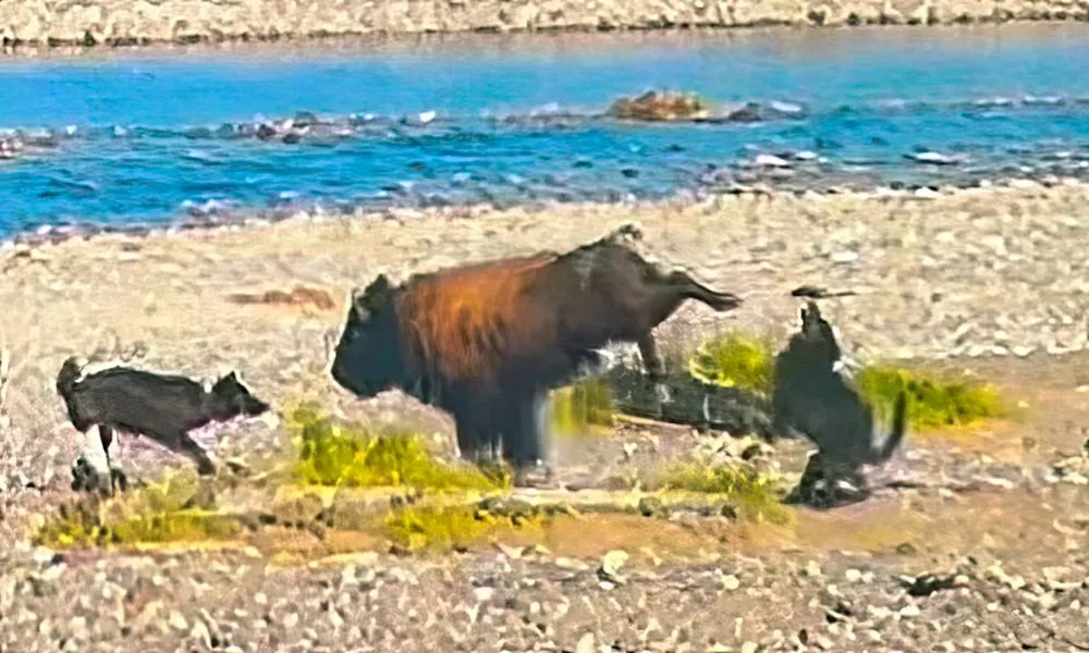 Bizonla canavarların davası VİDEOSU&nbsp;