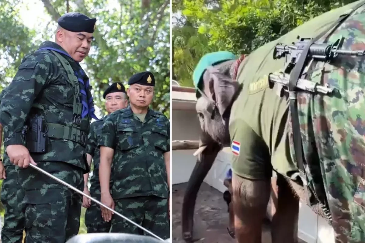 Tailand-Kamboca müharibəsindən maraqlı görüntülər - Silahlı&nbsp; fillər sərhədə yerləşdirilib&nbsp; &nbsp;- FOTO