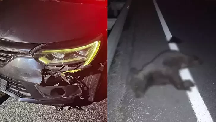 Maşın ayı balasını vurub öldürdü&nbsp;