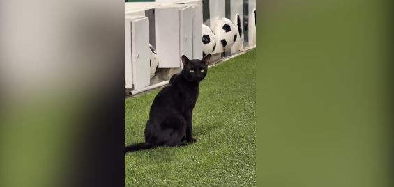 Pişik futbola baxır&nbsp; - MARAQLI GÖRÜNTÜ