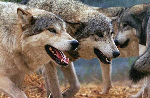 Canavarlar kəndə hücum etdi: Yaralılar var