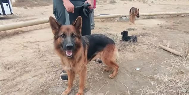 Bakıda it bazarından REPORTAJ: 1000 manata itlər satılır 