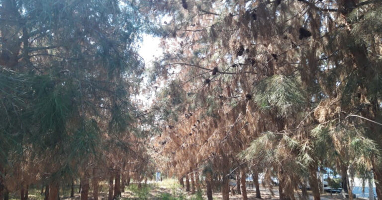 Suraxanıda ağaclar susuzluqdan YANIR&nbsp; -FOTO