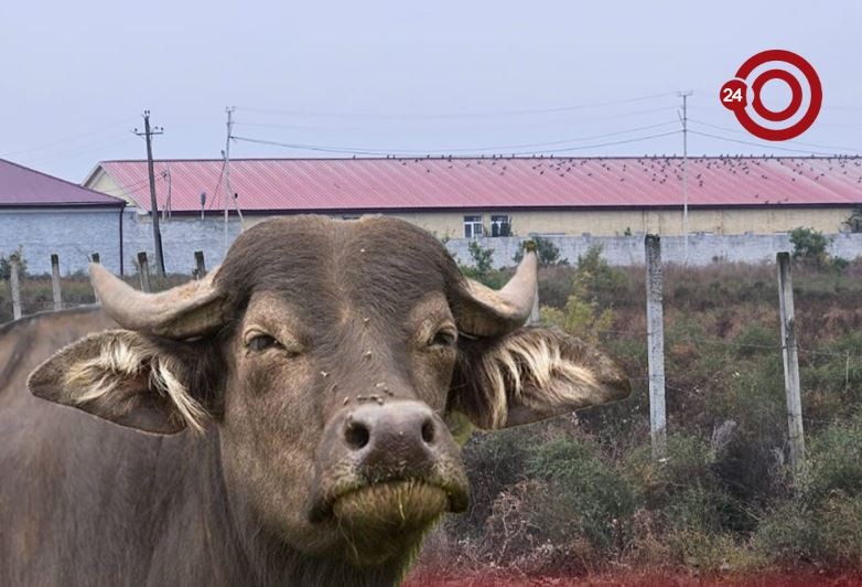 Ucarın icra başçısının camış ferması üzə çıxdı  —  