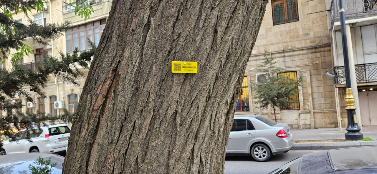 Bakıda ağaclara QR kodlar vuruldu&nbsp; &nbsp; —&nbsp; Bunlar nə üçündür?&nbsp; +VİDEO&nbsp;