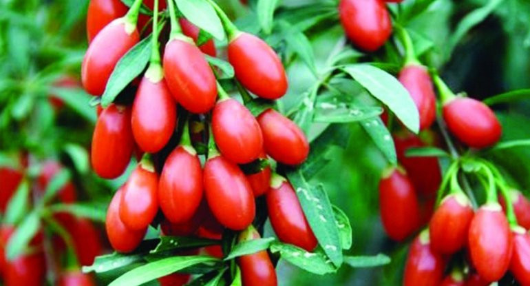 Bu giləmeyvə cavanlaşdırır, əhvalı yüksəldir&nbsp;