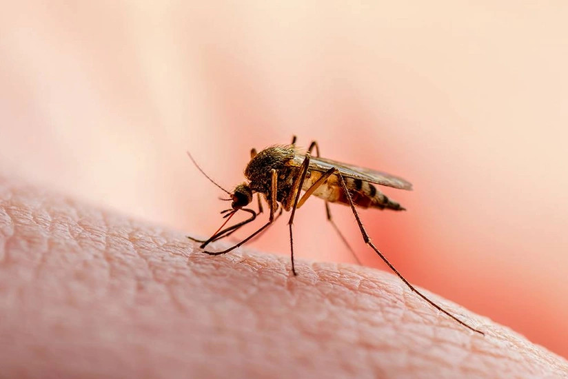 Kubada onlarla insan ağcaqanadlar vasitəsilə yayılan viruslardan ölüb