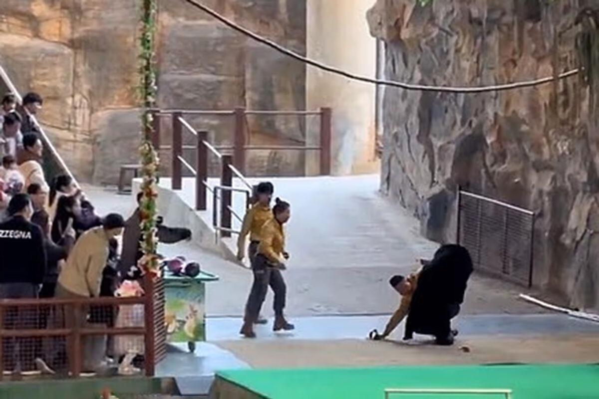 Ayı zoopark işçisinə hücum etdi    —    VİDEO