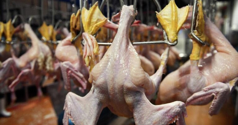 Bu toyuqları almayın - AÇIQLAMA