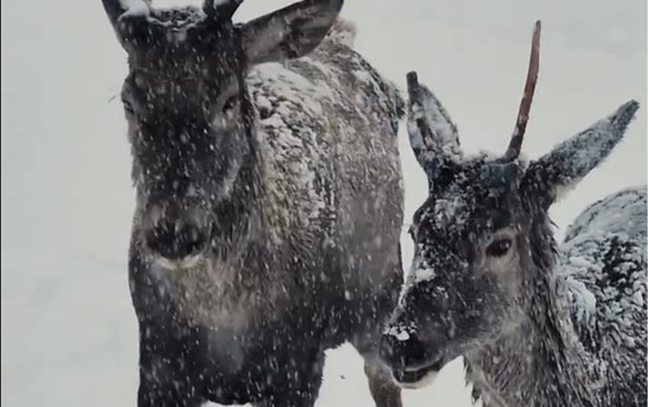Maral sürüsünün qarlı havada maraqlı görüntüləri - Video