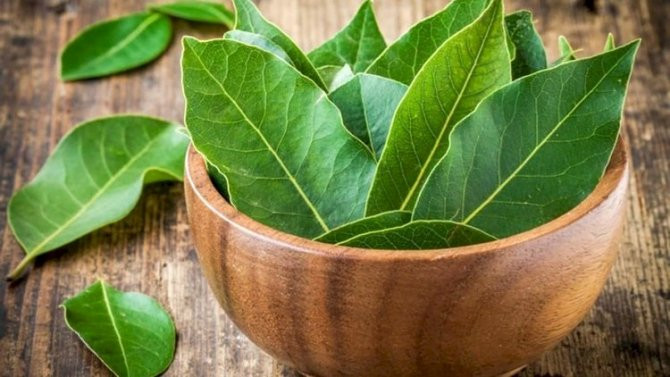 Dəfnə yarpağının SİRLİ MÖCÜZƏLƏRİ 