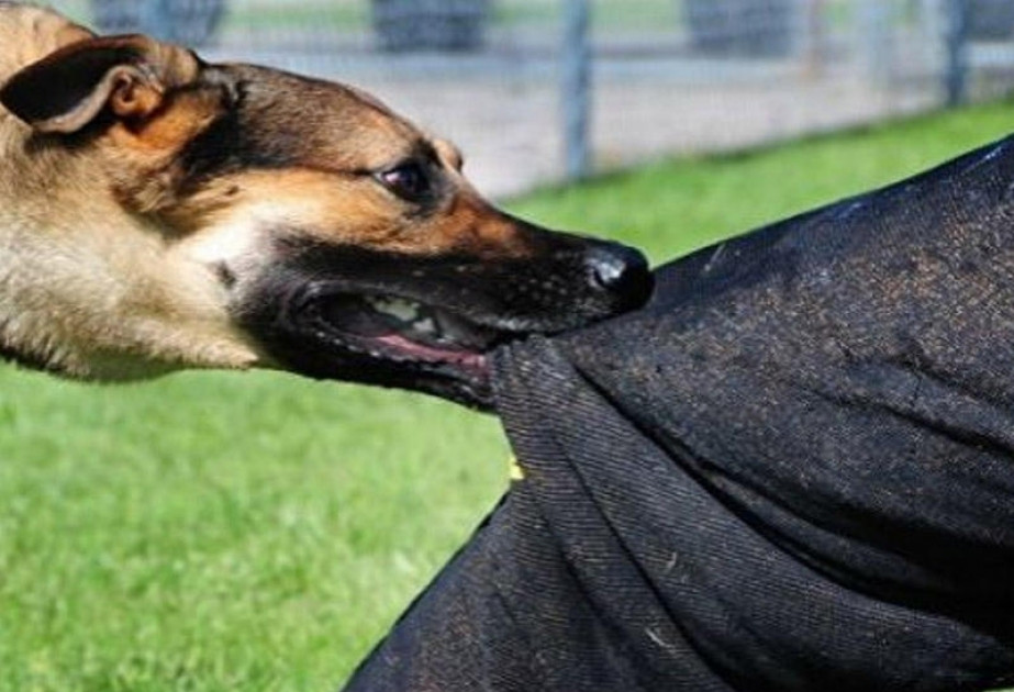 Deputat HƏYƏCAN təbili çaldı&nbsp; — Bu ərazidə 65 nəfəri it dişləyib