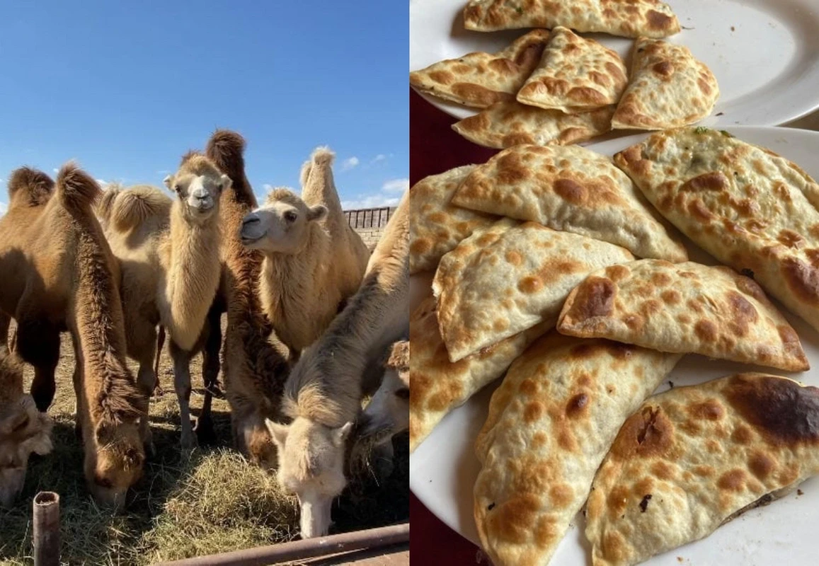 “Dostluq”dakı “Dəvə qutabı”nın mənşəyi ŞÜBHƏLİ&nbsp; çıxdı – reydlər davam edir