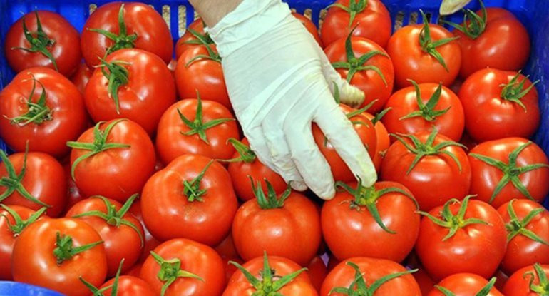 Azərbaycan pomidorunun dəyəri 190 milyon dolları ötüb