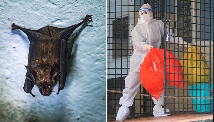 Yeni virus yayılır: Yarasalardan keçir&nbsp;