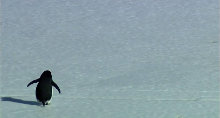 DÜNYA BU PİNQVİNİ DANIŞIR: “Ölümə gedən nihilist”&nbsp;