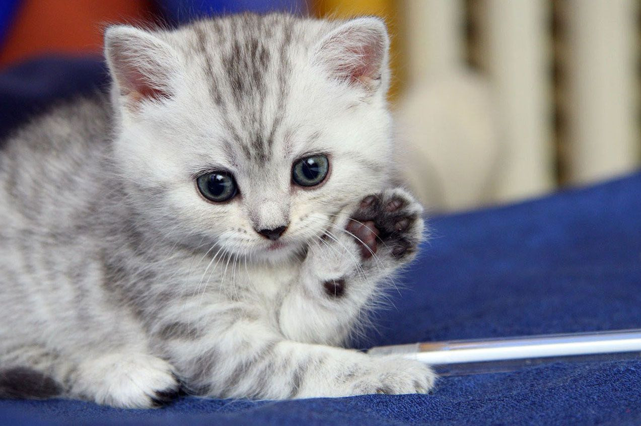 Pişikləri qırxarkən bunlara diqqət edin!