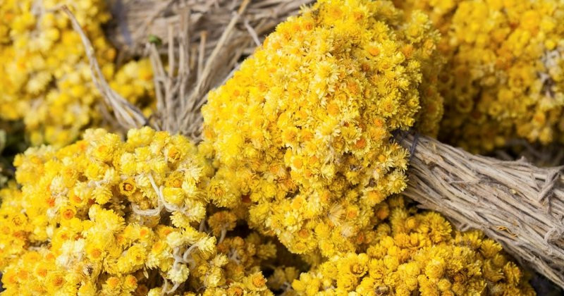 İltihabı aradan qaldırır, stressə isə son... - Solmaz çiçəyi haqqında nə bilirik?