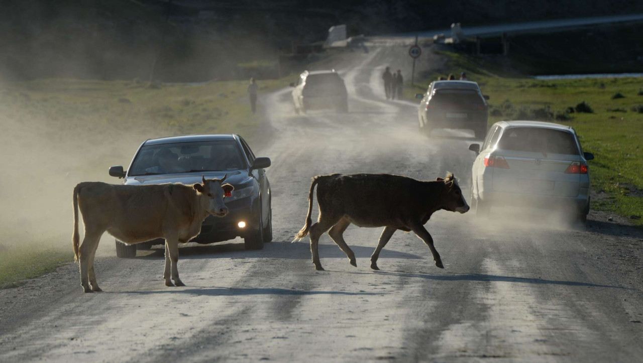 Heyvanların iştirakı ilə baş verən qəzalarda&nbsp; məsuliyyət&nbsp; KİMİNDİR?