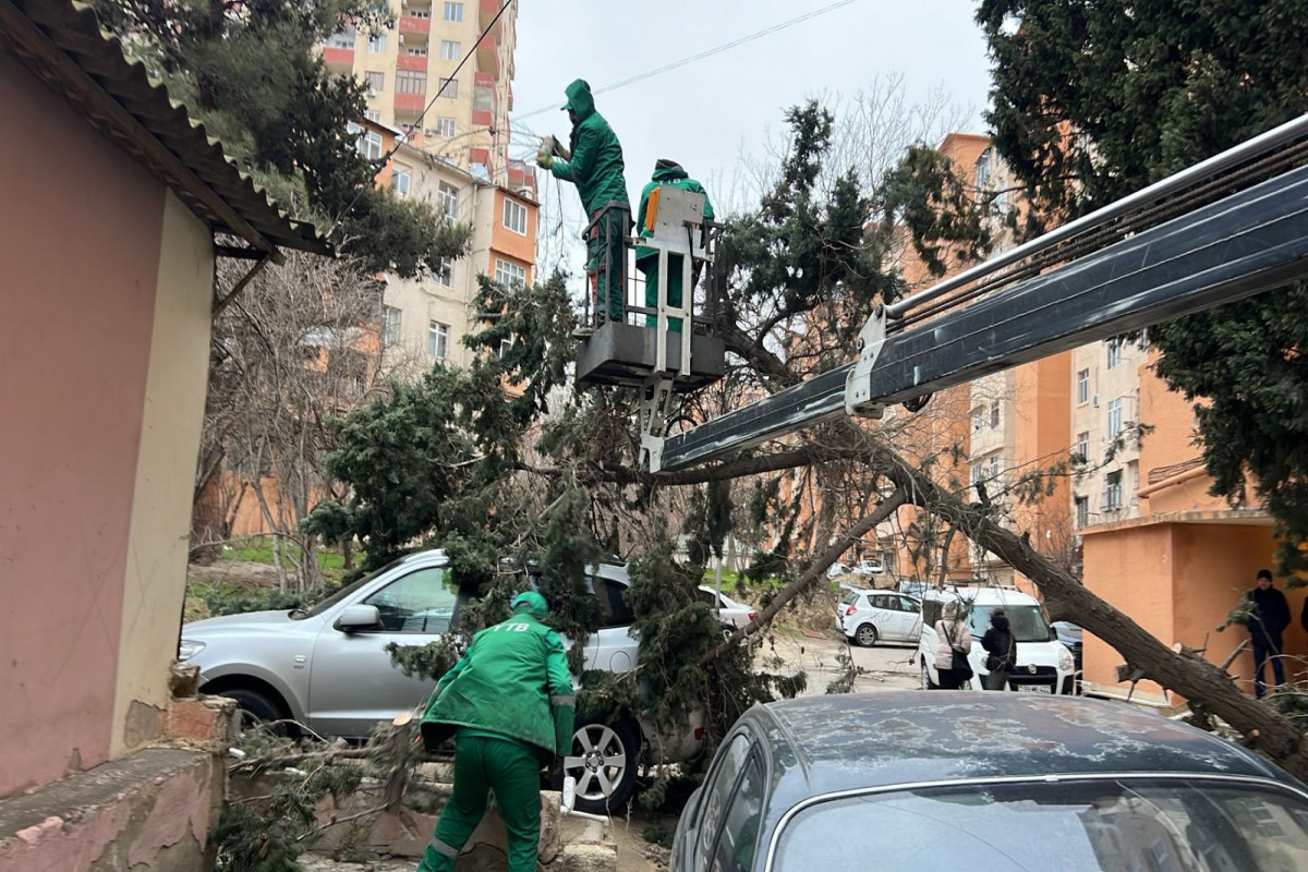 Bakıda güclü külək 19 ağacı sındırıb&nbsp;