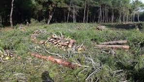 Xaçmazda meşə qətliamı - İzi itirmək istəyiblər 