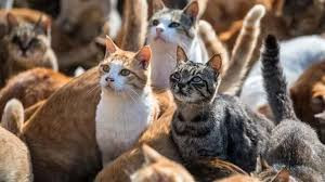 Bu adada insanlardan çox pişiklər yaşayır 