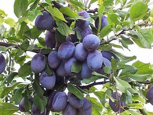 Xərçəngin dərmanı bu meyvə imiş