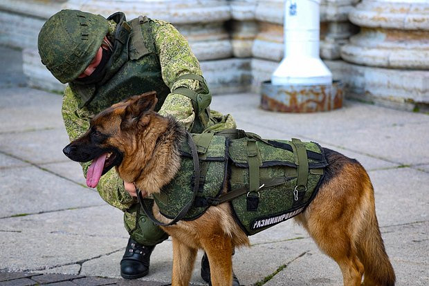 Rus ordusu itlərə \"bronjilet\"aldı