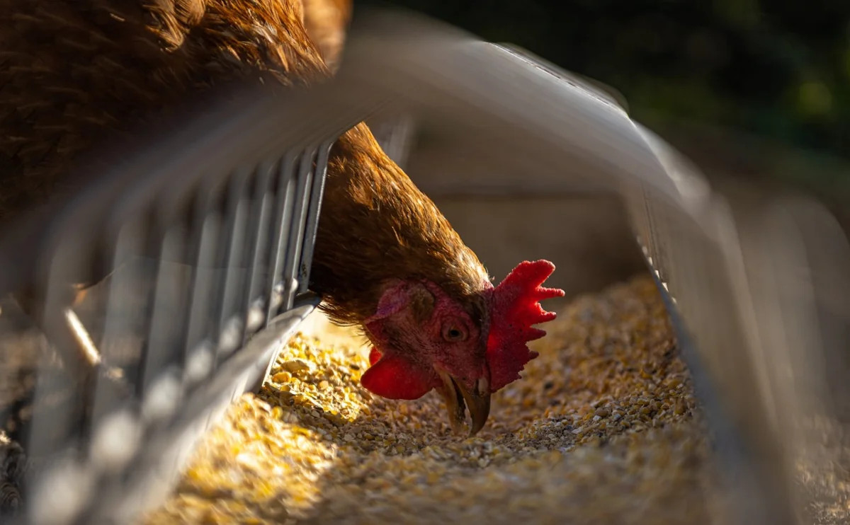 560 min toyuq məhv ediləcək