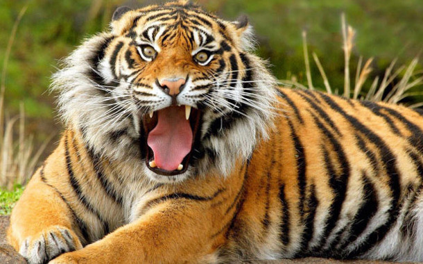 Yuxuda pələng görmək&nbsp;