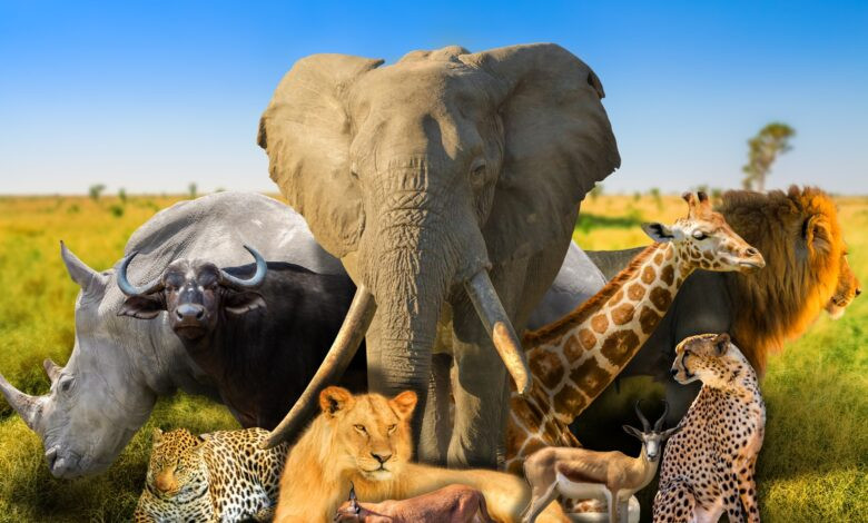 Dünyada insan üçün ən təhlükəli 5 canlı&nbsp;&nbsp;