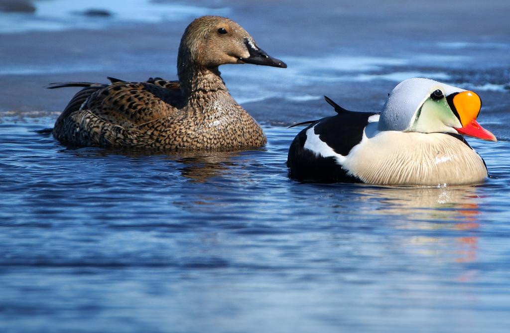 Bu ördəyin tükü 20 min dollara niyə satılır?&nbsp; —&nbsp; MARAQLI FAKT