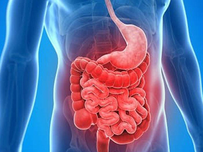 İnsan üçün mühüm hormon bağırsaqlarda yaranırmış&nbsp;