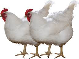 Broyler toyuqlarının orqanizmə - 7 zərərli təsiri - DƏHŞƏTLİ FAKTLAR