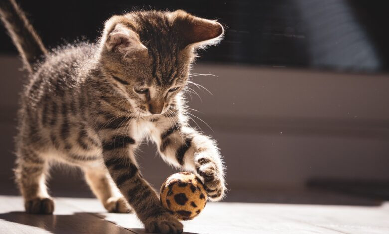 Pişiklər haqqında bu fakt sizi də TƏƏCCÜBLƏNDİRƏCƏK&nbsp;