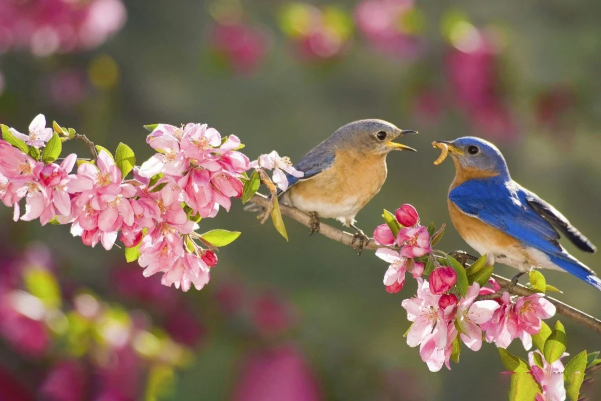 Azərbaycana yaz fəsli daxil olub&nbsp;