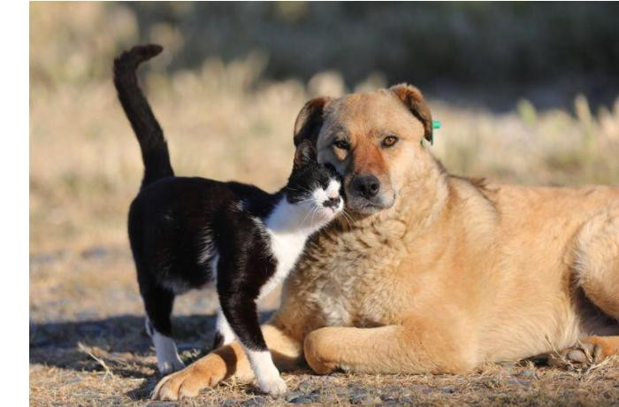 Azərbaycanda heyvanlarla rəhmsiz rəftar edənləri hansı cəza gözləyir? – Vəkil açıqladı&nbsp;&nbsp;