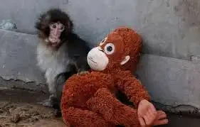 Pançın taleyinə üzülənlərə ŞAD XƏBƏR: \"Ana\"sı onu qəbul etdi  (VİDEO)