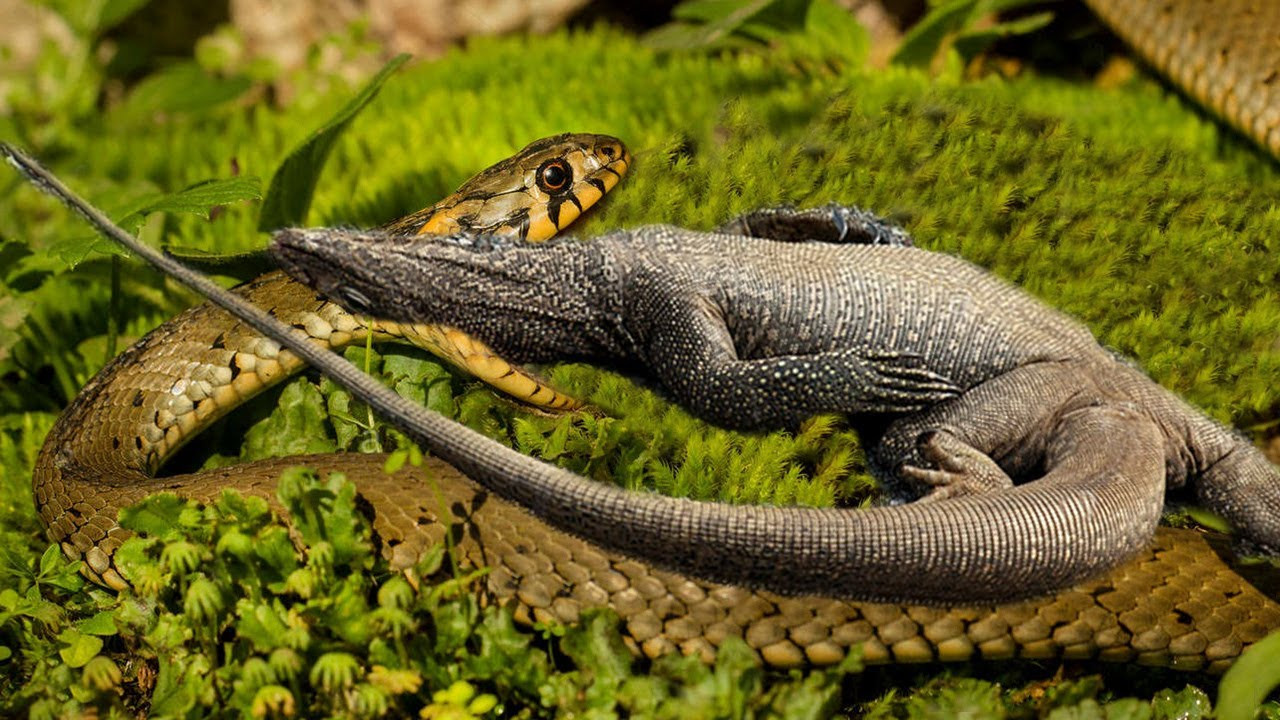 Kərtənkələ ilanı görün nə hala saldı   —  Heyvanların döyüş VİDEOSU