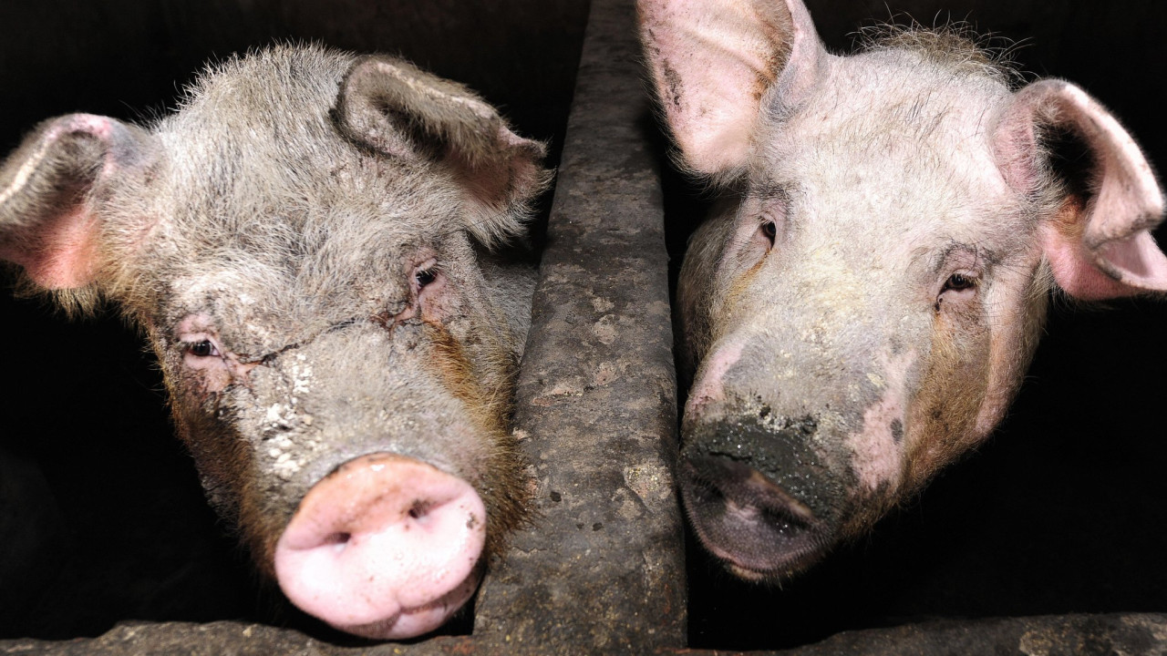 Azərbaycanda donuzlar çoxalır – Bölgələr üzrə RƏQƏMLƏR&nbsp;