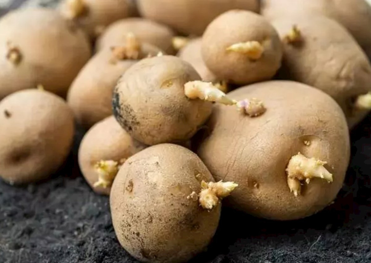 Cücərməməsi üçün yanına 1 ədəd qoyun: Aylarla bazardan aldığınız kimi qalacaq