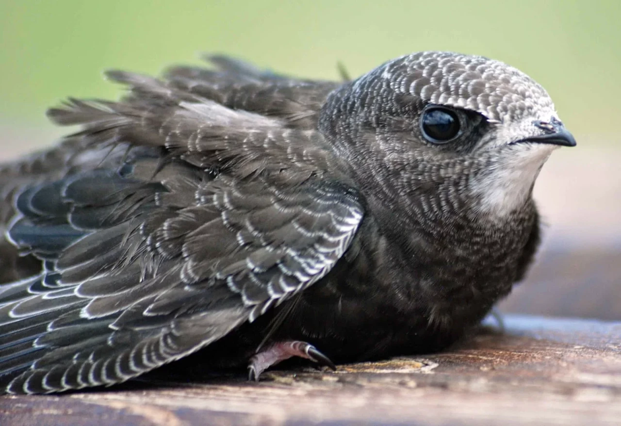 Aylarla yerə enmədən yaşayan quş – Əbabilin heyrətamiz həyatı&nbsp;&nbsp;