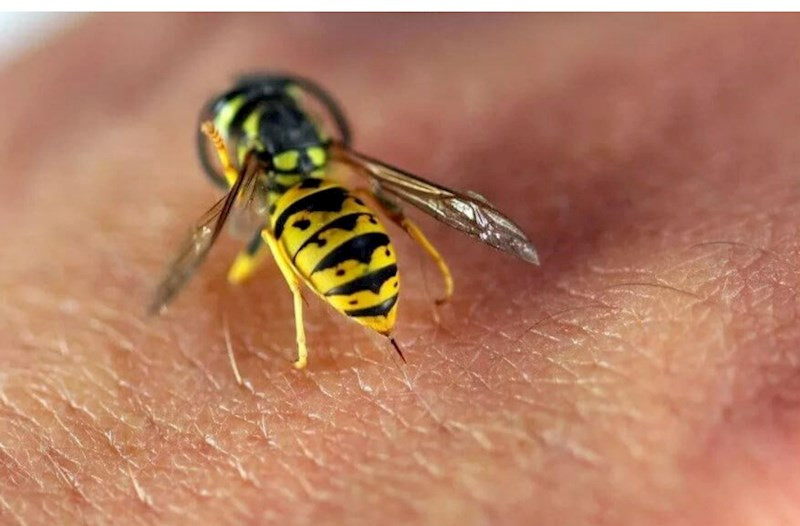 Arılar&nbsp; insanı sancdıqdan sonra niyə ölür?&nbsp; &nbsp;—&nbsp; MARAQLI FAKT
